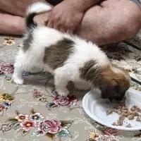 توله سگ اشپیتز پامر