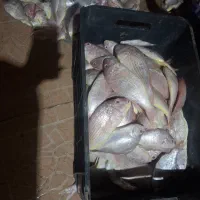 بار تازه رسیده