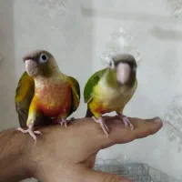 فروش گرینچیک دبل رد فکتور دستی و مولد|پرنده|قدس, شهرقدس|دیوار