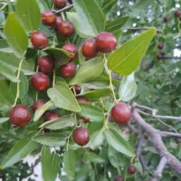 عناب درجه یک|خوردنی و آشامیدنی|قم, انسجام|دیوار