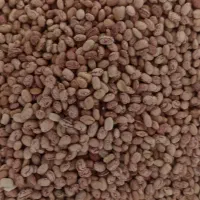 لوبیا چیتی سرهدی