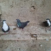 فروش کبوتر
