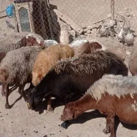 میش ‌مهربان آبستن درجه یک باب خانه دار|حیوانات مزرعه|خنداب, |دیوار