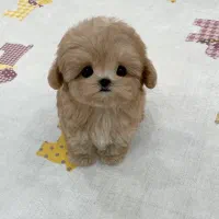 مالتیز پودل مالتیپو مینی جیبی سگ اپارتمانی