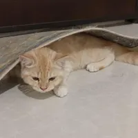گربه