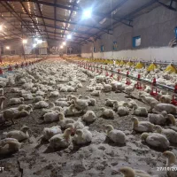 فروش کود مرغ