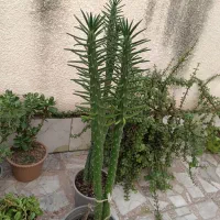 گل و گیاه آپارتمانی|گل و گیاه طبیعی|لاهیجان, کوی آزادگان|دیوار