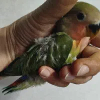 جوجه دو ماهه برزیلی از نژاد اوپال