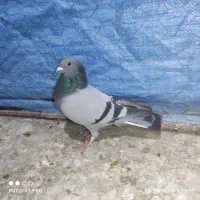 کبوتر مسافتی