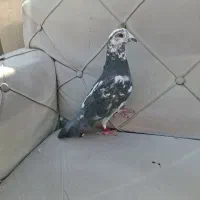 کفتر مسافتی نشون دار