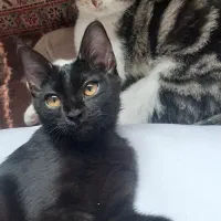 واگذاری بچه گربه
