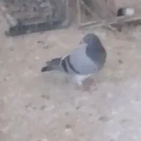 کبوترپلاکی وجوجه|پرنده|ایذه, |دیوار