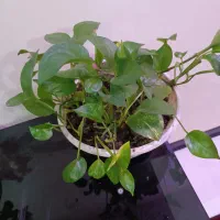 تعدادی گلدان خانگی برگ خرفه ای کامبو و|گل و گیاه طبیعی|تهران, امیریه|دیوار