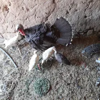بوقلمون  برنزه.مرغ گلین کرجی .مررغ گلین باجوجه|حیوانات مزرعه|بیرجند, |دیوار
