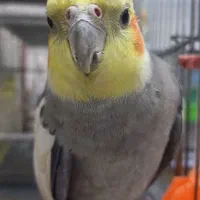 عروس هلندی سخنگو