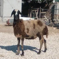 دوتا گوسفند بره دار،و هفت  گوسفند آبست|حیوانات مزرعه|گرگان, |دیوار