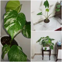 برگ انجیری ابلق سبز بابا آدم با گلدان سرامیکی
