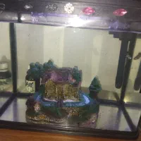 آکواریوم|ماهی|قزوین, |دیوار