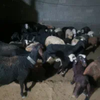 فروش چهارده عدد میش سرحال هم داشتی هم کشت