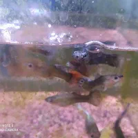 ماهی سیچلارد و بچه گوپی و اکواریوم|ماهی|اردبیل, |دیوار