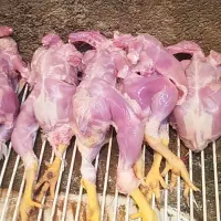 مرغ گوشتی جهت خوراک سگ گربه