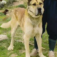 سگ نگهبان