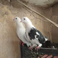 نروماده پرشی