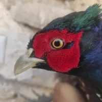 خروس جنگلی پرورشی واسه گوشت واسه درمان بیشتر امراض|حیوانات مزرعه|تربت‌حیدریه, یحیی آباد|دیوار