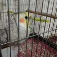 عروس هلندی نر