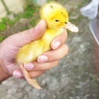 اردک پکنی زیبا یک هفته ای|حیوانات مزرعه|رشت, چله خانه|دیوار