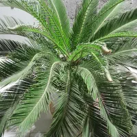 گل ودرخت طبیعی باقیمت مناسب