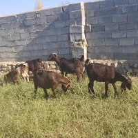 بزپاکستانی