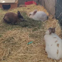 واگذاری دو خرگوش عقیم شده|موش و خرگوش|تهران, جوادیه|دیوار