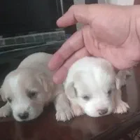 واگذاری 4 توله سگ