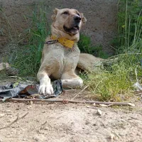 واگذاری سرابی گله ای