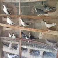 کبوتر دمگیر،بدرنگ روزگاری|پرنده|پیر بکران, |دیوار