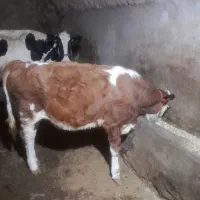 گوساله سمینتال مونت ماده