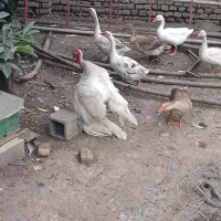 غاز و بوقلمون