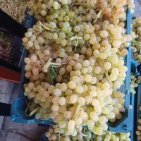 کارگر ساده