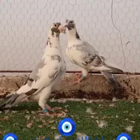 نر ماده پلنگ سبز مسافتی عطیقه|پرنده|مشهد, مهدی آباد|دیوار