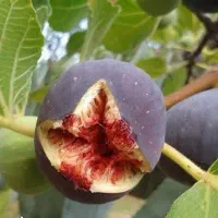 پیشفروش نهال انجیر یزدی