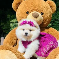 سگ پامر خرسی