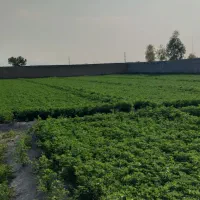 بذر یونجه رنجر اصل،تخم یونجه|گل و گیاه طبیعی|اصفهان, ارغوانیه|دیوار