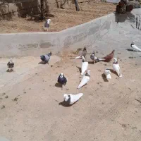 تعدادی کبوتر
