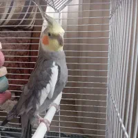 عروس هلندی سخنگو