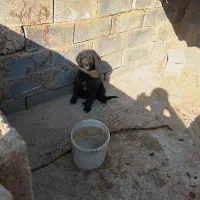 توله سگ مشکی