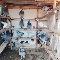 کبوتر|پرنده|گرگان, |دیوار