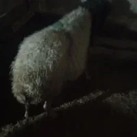 میش بره|حیوانات مزرعه|سروآباد, |دیوار