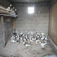 کبوتر طوقی اصل|پرنده|بندر گناوه, |دیوار