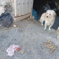 یک عددسگ پاکوتاه ماده شیطون وبانمک وباهوش